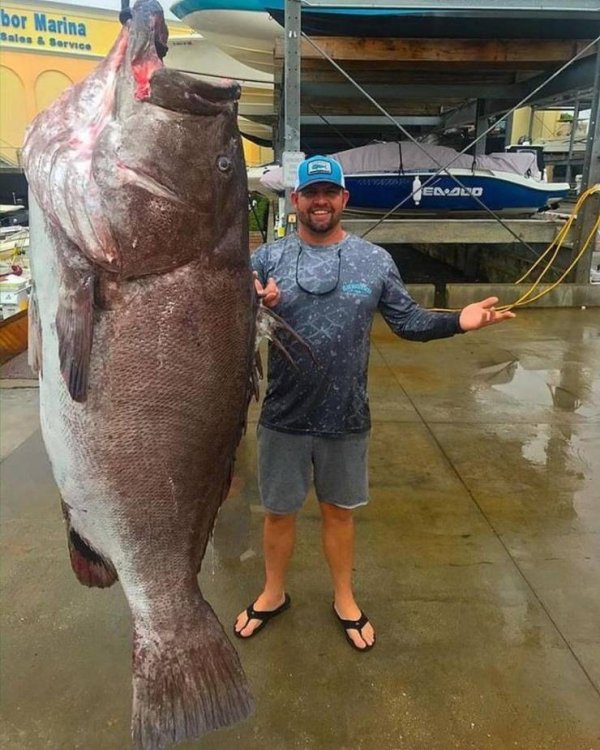 grouper caught in florida - bor Marina Sales & Service Enalo