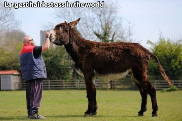 world's biggest donkey - Largest hairiest ass in the world