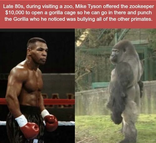 funny memes and pics - mike tyson gorilla - Late 80s, during visiting a zoo, Mike Tyson offered the Zookeeper $10,000 to open a gorilla cage so he can go in there and punch the Gorilla who he noticed was bullying all of the other primates,