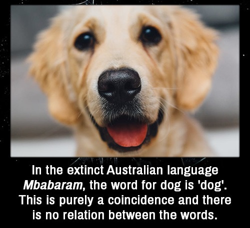 loku talks - In the extinct Australian language Mbabaram, the word for dog is 'dog'. This is purely a coincidence and there is no relation between the words.