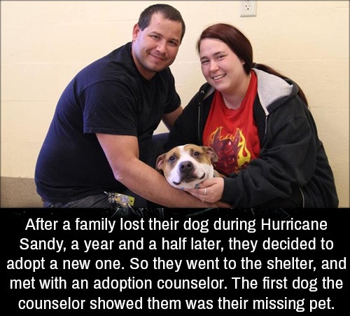 Dog - After a family lost their dog during Hurricane Sandy, a year and a half later, they decided to adopt a new one. So they went to the shelter, and met with an adoption counselor. The first dog the counselor showed them was their missing pet.