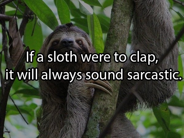 sloths of the tropical rainforest - If a sloth were to clap, it will always sound sarcastic.