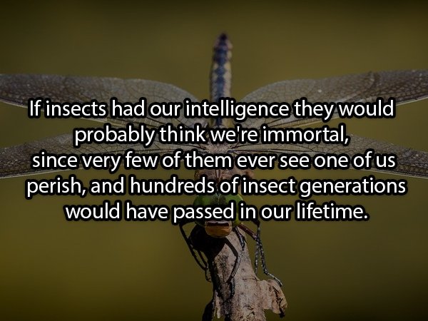 If insects had our intelligence they would probably think we're immortal, since very few of them ever see one of us perish, and hundreds of insect generations would have passed in our lifetime.