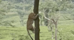 Leopard leaps from one tree to another