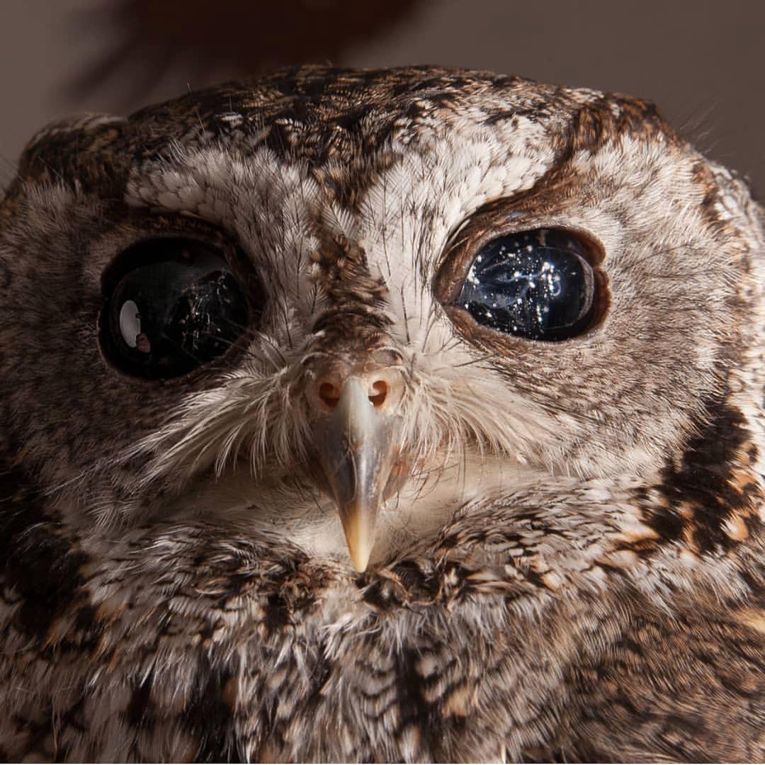 owl blind eyes