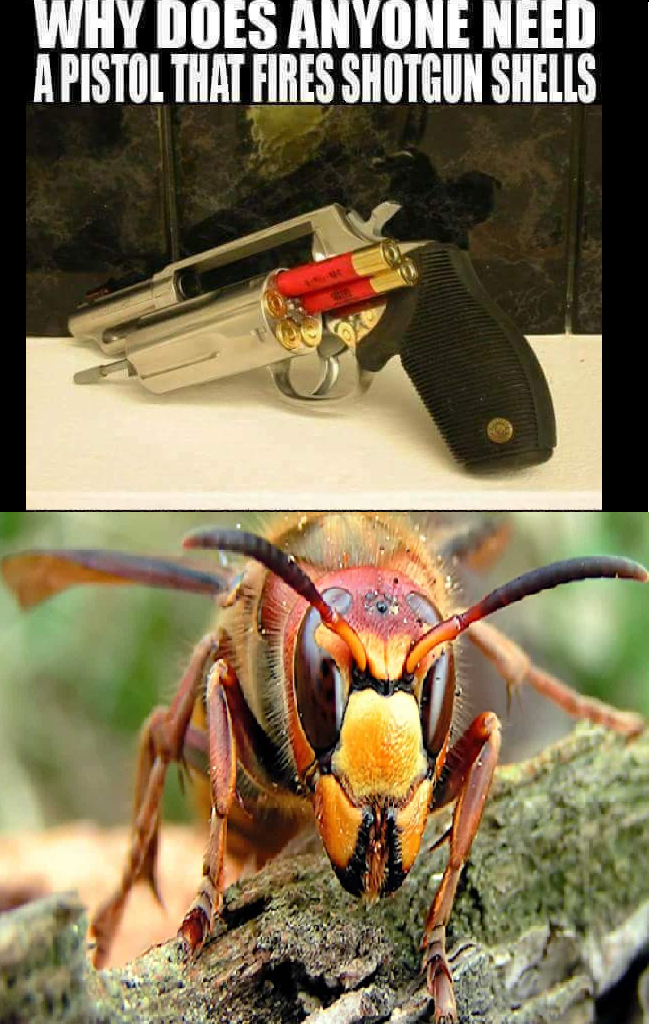 hornet - Why Does Anyone Need A Pistol That Fires Shotgun Shells