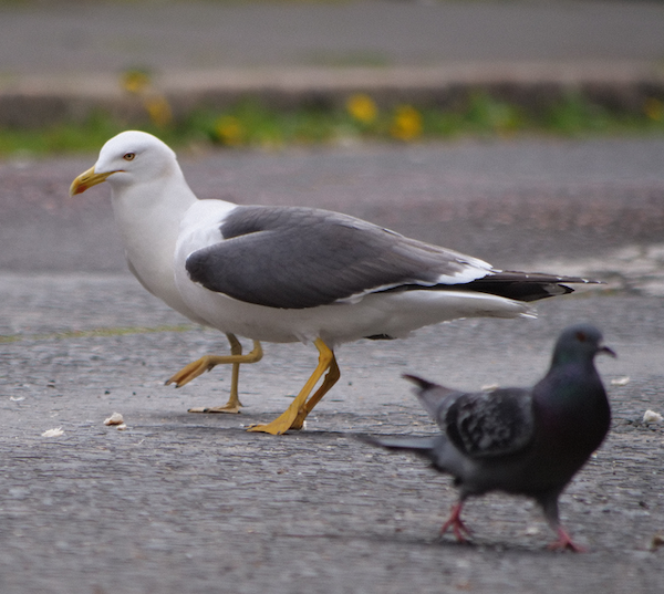 european herring gull