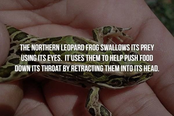 will haunt your mind - The Northern Leopard Frog Swallows Its Prey Using Its Eyes. It Uses Them To Help Push Food Down Its Throat By Retracting Them Into Its Head.