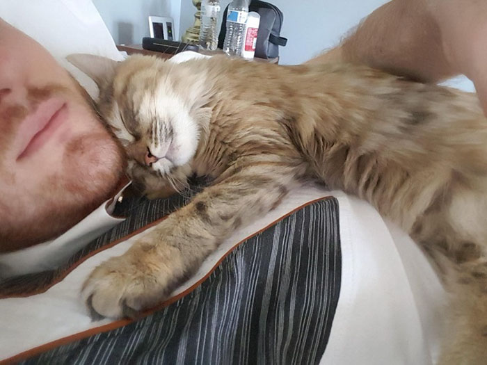 cat cuddling