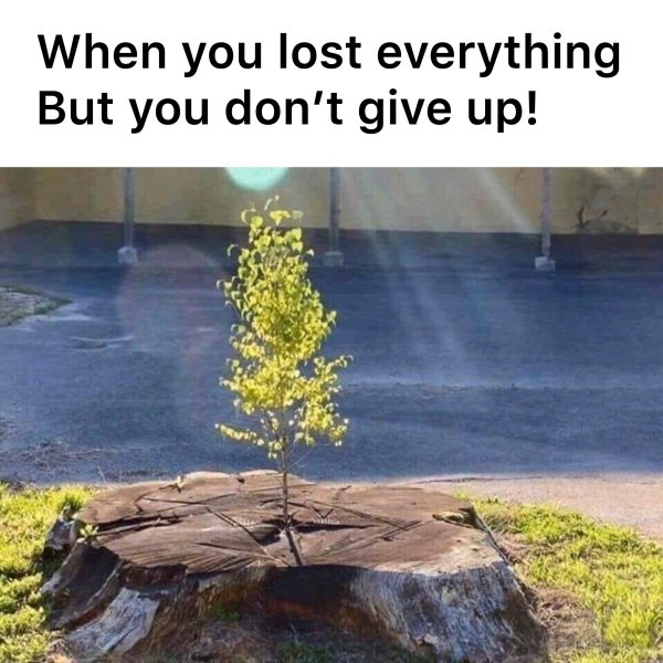 there is hope for a tree cut down - When you lost everything But you don't give up!