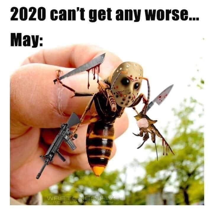 hornet - 2020 can't get any worse... May Mba