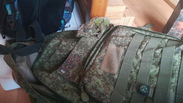 “The way my chameleon hides on my military backpack.”