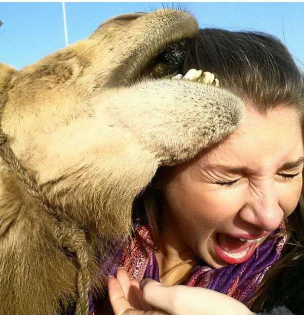 camel selfies