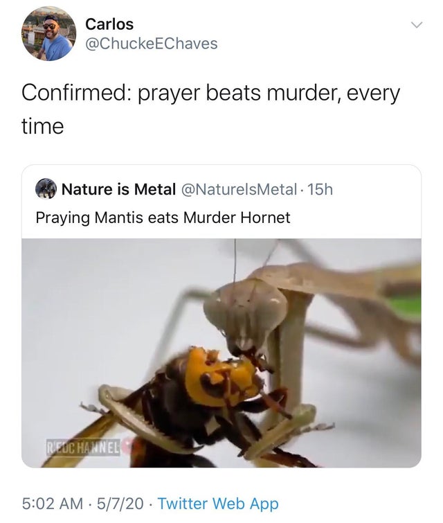 membrane winged insect - Carlos Chaves Confirmed prayer beats murder, every time R9 Nature is Metal 15h Praying Mantis eats Murder Hornet Reuchannel 5720 Twitter Web App