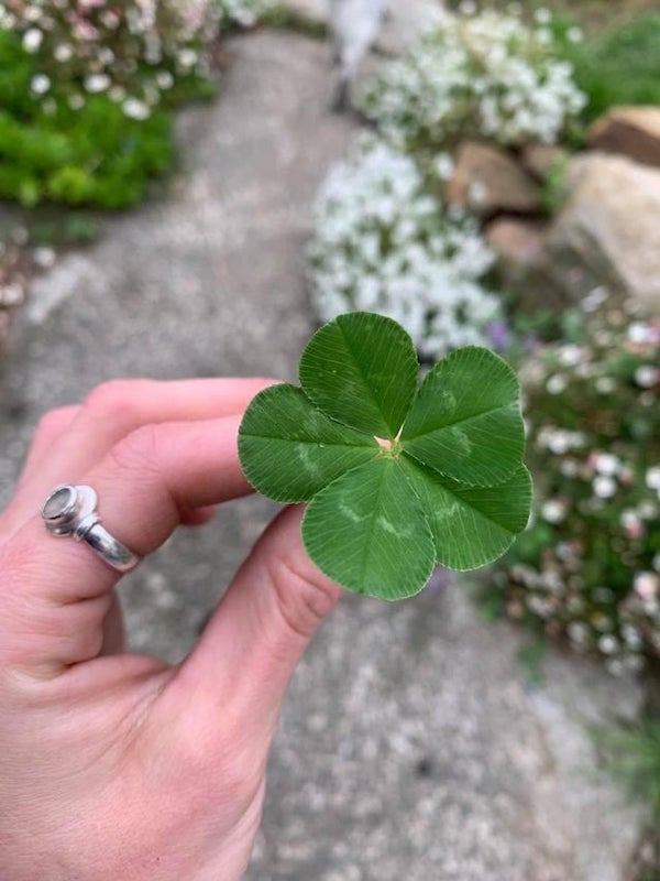 a perfect five leaf clover