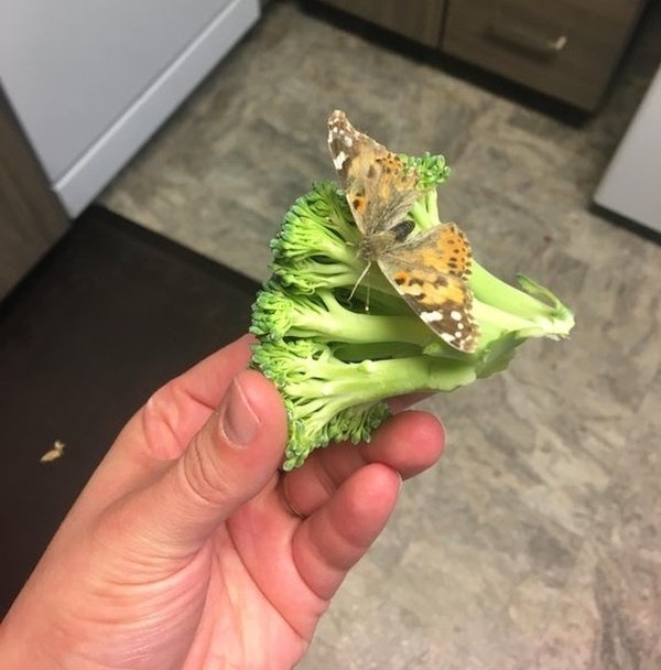 I found a live butterfly in my broccoli that I bought (and refrigerated) 5 days ago.