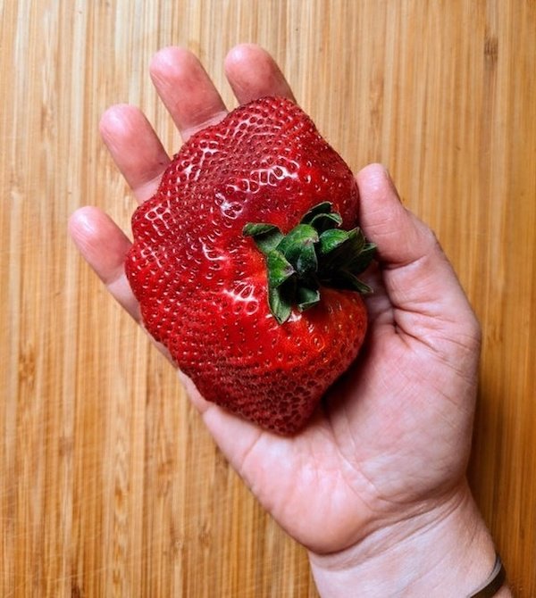 This huge strawberry I found today!