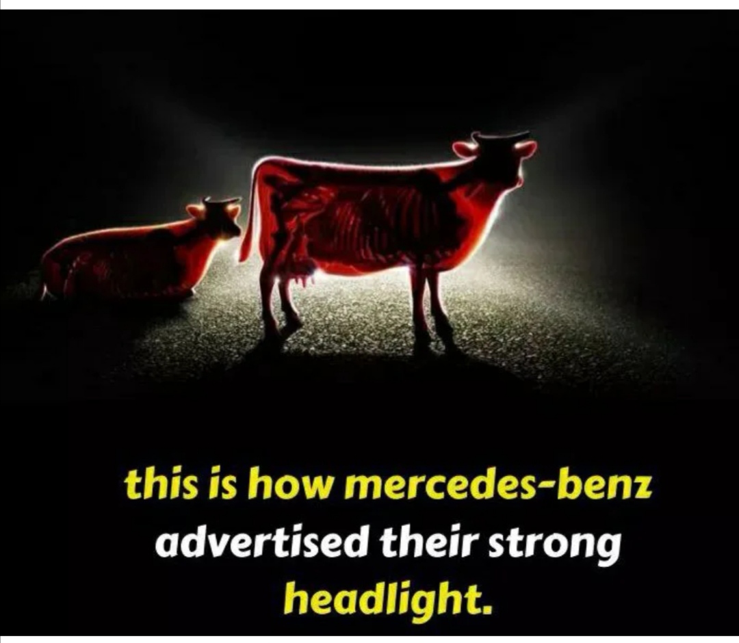 cattle - this is how mercedesbenz advertised their strong headlight.