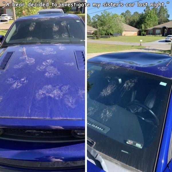 windshield - "A bear decided to investigate my sister's car last night.