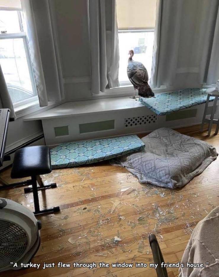 table - "A turkey just flew through the window into my friend's house."