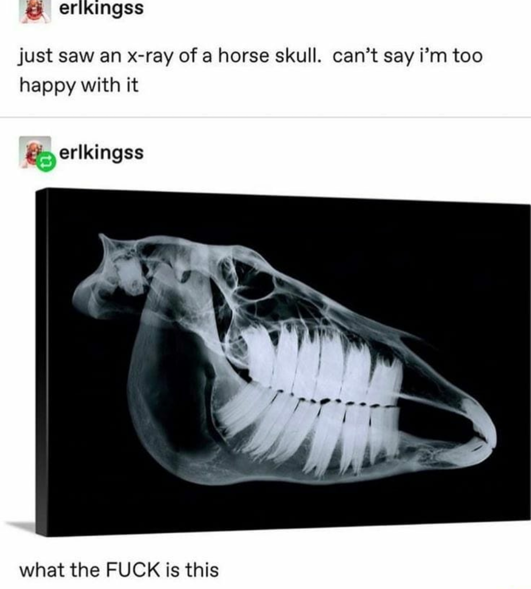 x ray of a horse skull - erikingss just saw an xray of a horse skull. can't say i'm too happy with it erlkingss what the Fuck is this