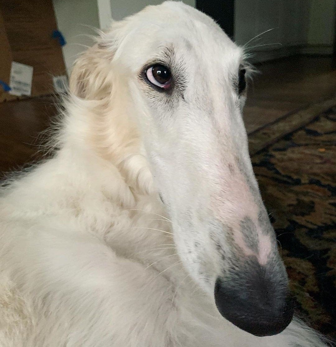 dog with long snoot