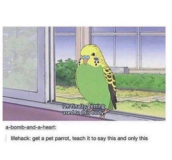 parrot pet memes - I'm finally getting used to this body abombandaheart lifehack get a pet parrot, teach it to say this and only this