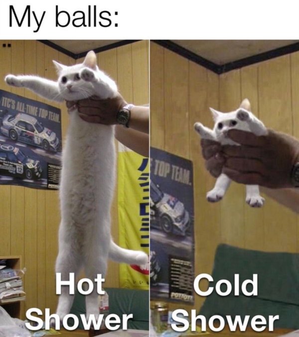 long cat - My balls Itgs AllTime Top Team Top Team Potot Hot Cold Shower Shower