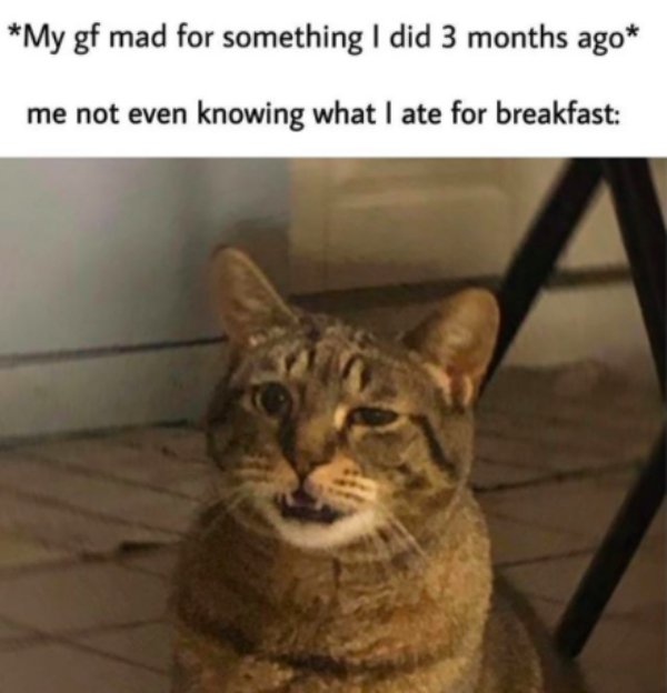 confused cat meme - My gf mad for something I did 3 months ago me not even knowing what I ate for breakfast
