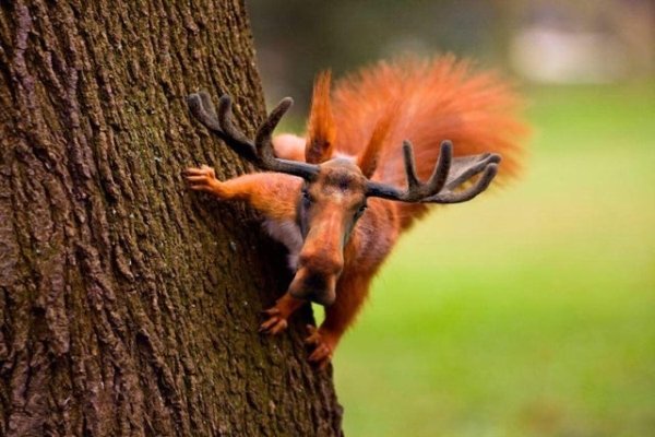 red squirrel