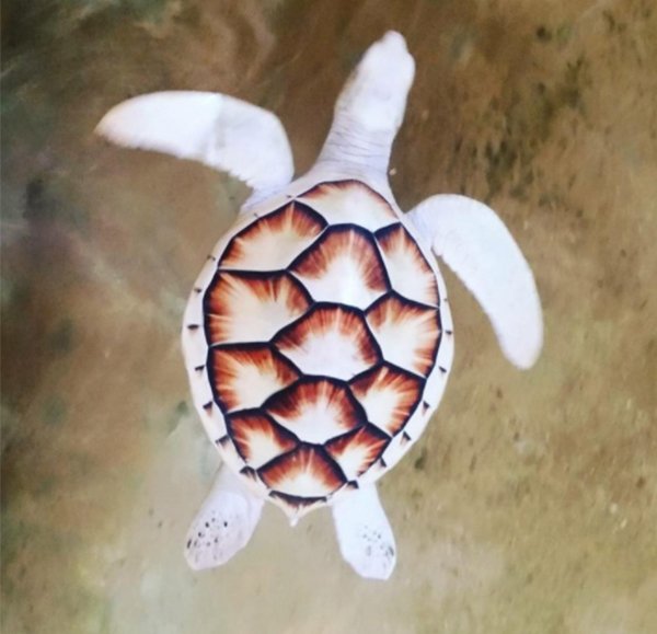 tortoise