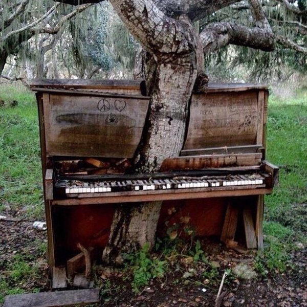 piano tree monterey california