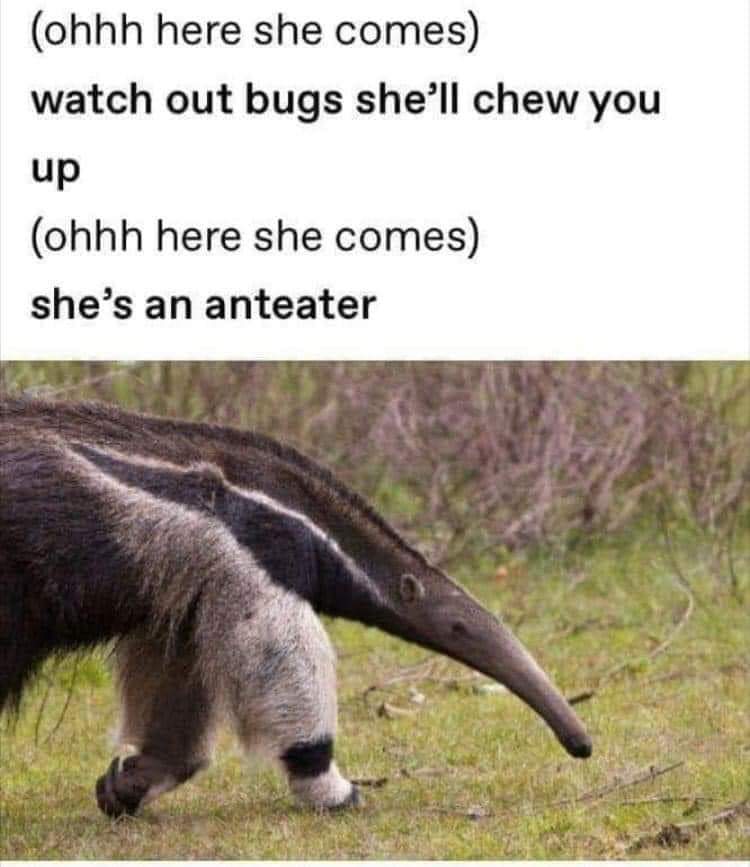 anteater memes - ohhh here she comes watch out bugs she'll chew you up ohhh here she comes she's an anteater