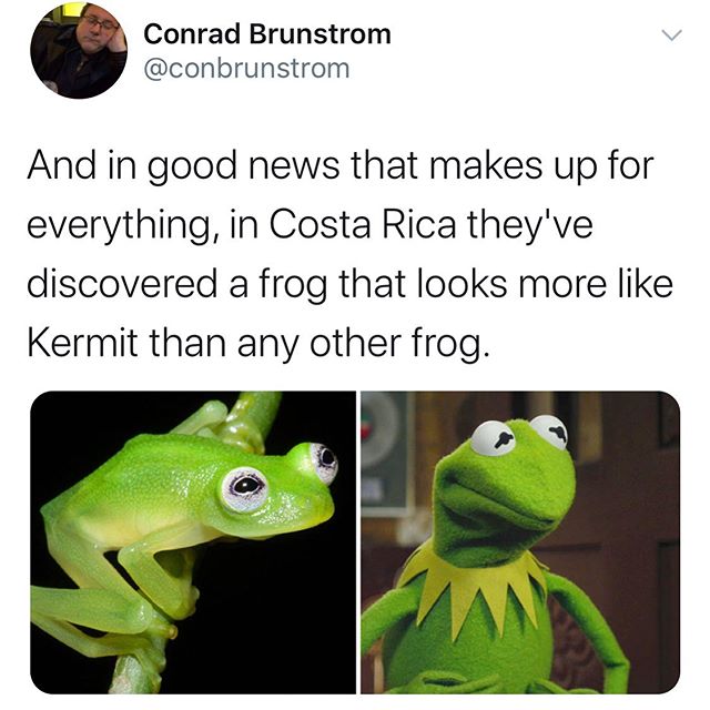 frog meme real life - Conrad Brunstrom And in good news that makes up for everything, in Costa Rica they've discovered a frog that looks more Kermit than any other frog.