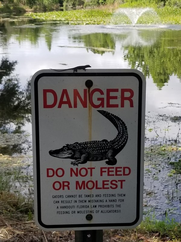 water - Danger Do Not Feed Or Molest Gators Cannot Be Tamed And Feeding Them Can Result In Them Mistaking A Hand For A Handouti Florida Law Prohibits The Feeding Or Molesting Of Alligatorsi