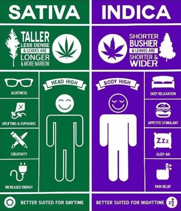 Sativa Indica Taller Less Dense & Leaves Are Longer & More Narrow Shorter Bushier & Leaves Are Shorter & Wider Head High Body High Alertness Deep Relaxation Uplifting & Euphoric Appetite Stimulant o Zzz T Creativity Sleep Aid