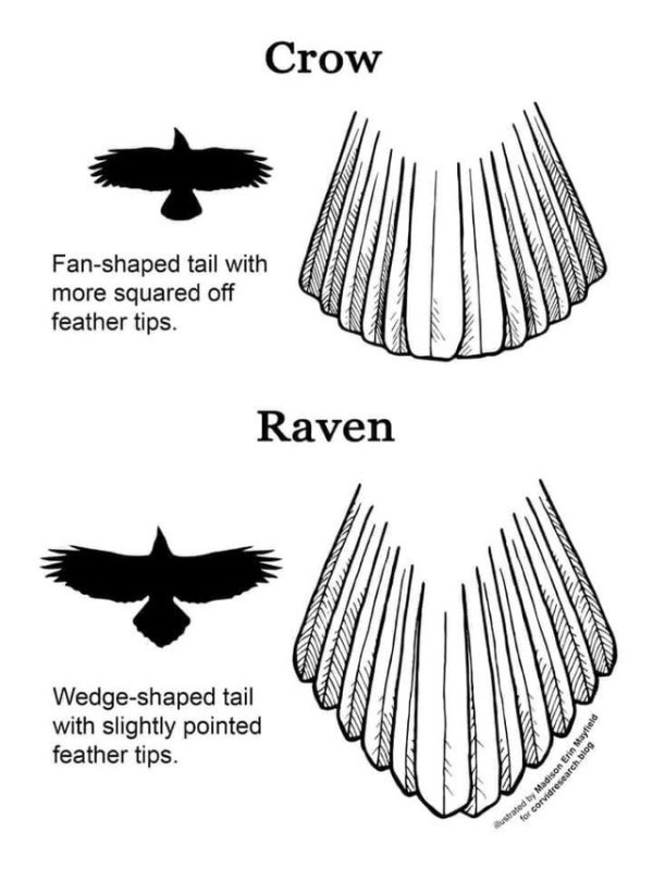 Crow Fan shaped tail with more squared off feather tips. Raven Wedge shaped tail with slightly pointed feather tips.
