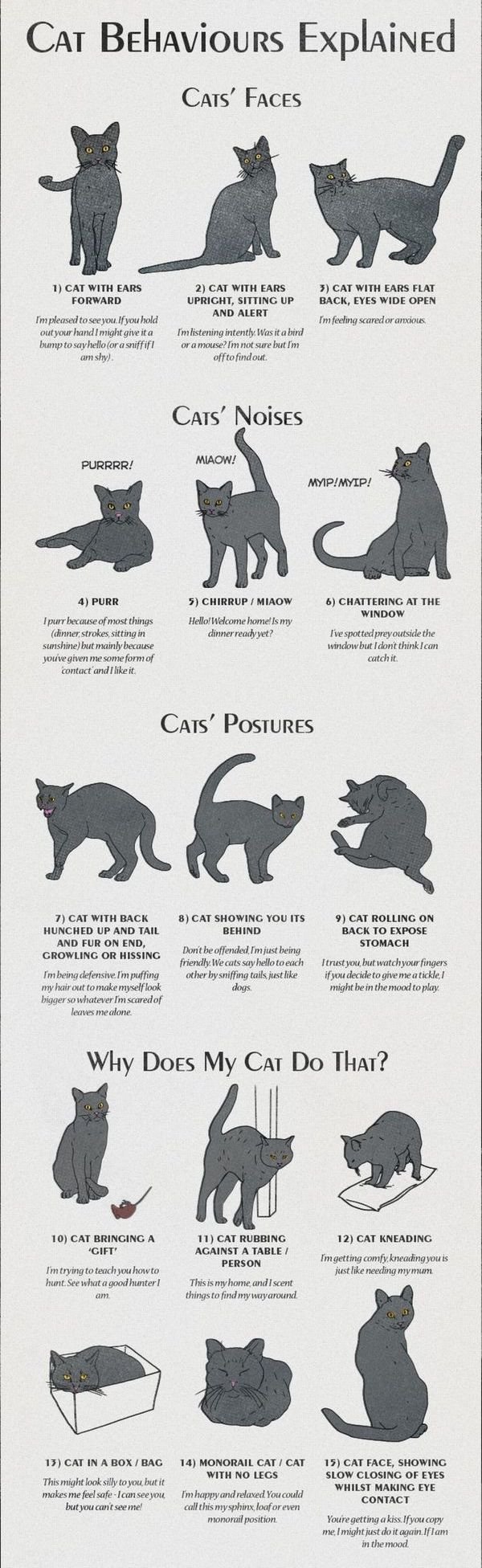 Cat Behaviours Explained Cats' Faces 1 Cat With Ears Forward I'm pleased to see you. If you hold out your hand I might give it a bump to say hello or a sniff if i am shy 2 Cat With Ears Upright, Sitting Up And Alert I'm listening intently Was i