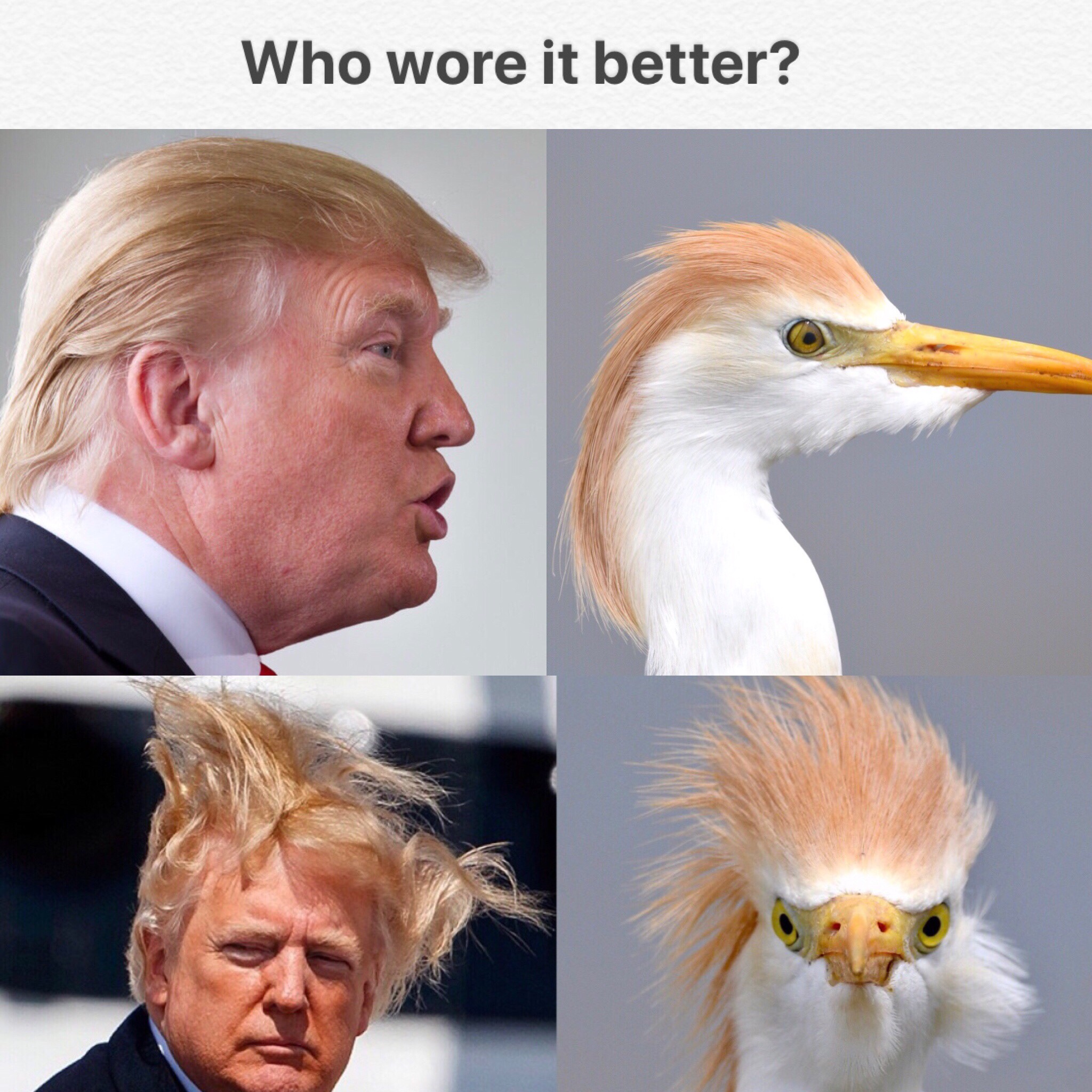 trump bad - Who wore it better?