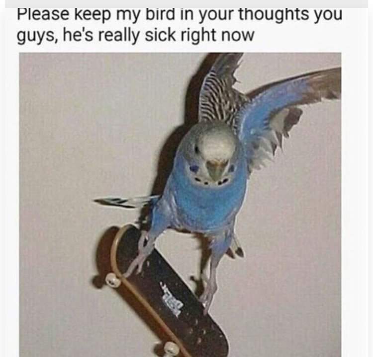 bird skate - Please keep my bird in your thoughts you guys, he's really sick right now