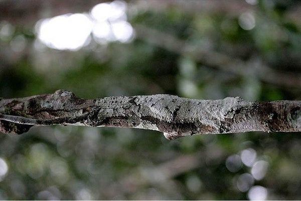 animal camouflage gecko
