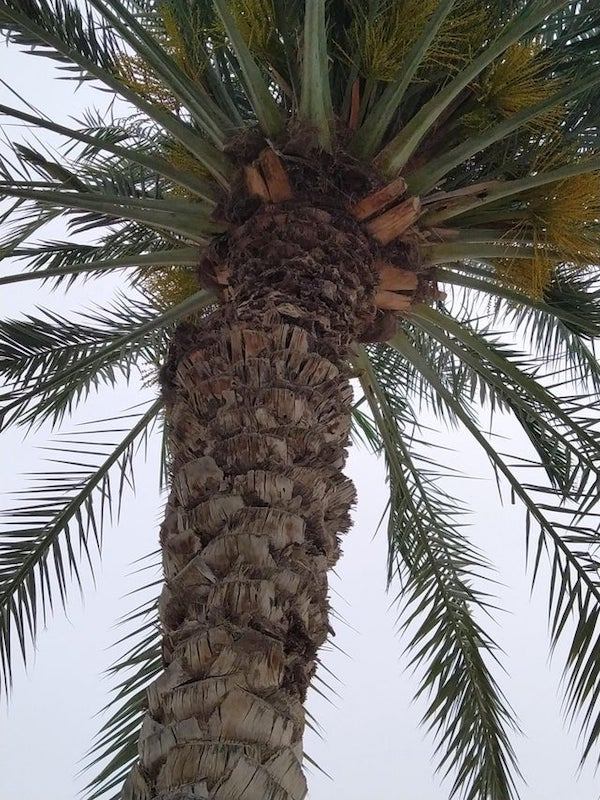 palm tree coconut with hidden animal