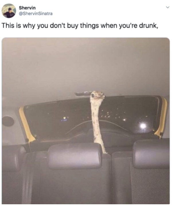 ostrich in the back seat meme - Shervin This is why you don't buy things when you're drunk,