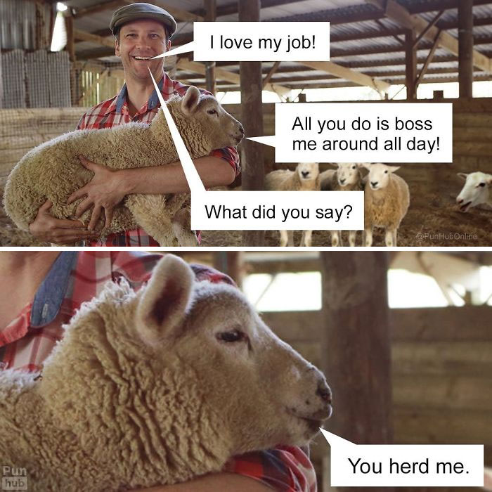 I love my job! All you do is boss me around all day! What did you say? You herd me.