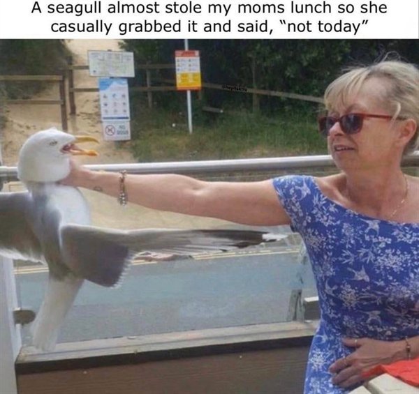 jayne torvill strangling seagull - A seagull almost stole my moms lunch so she casually grabbed it and said, "not today"