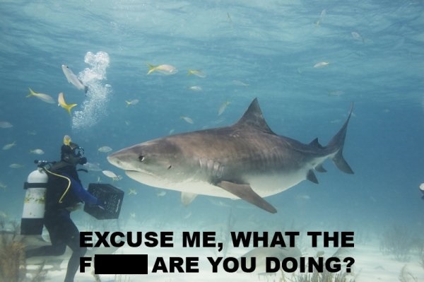 diver shark flickr - Excuse Me, What The Fare You Doing?