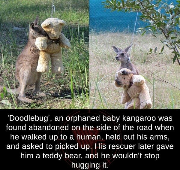 kangaroo with teddy bear - 'Doodlebug', an orphaned baby kangaroo was found abandoned on the side of the road when he walked up to a human, held out his arms, and asked to picked up. His rescuer later gave him a teddy bear, and he wouldn't stop hugging it