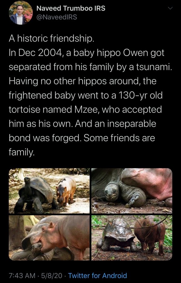 owen and mzee - Naveed Trumboo Irs A historic friendship. In , a baby hippo Owen got separated from his family by a tsunami. Having no other hippos around, the frightened baby went to a 130yr old tortoise named Mzee, who accepted him as his own. And an in