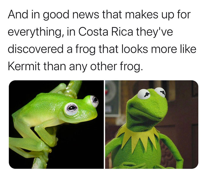 frog meme real life - And in good news that makes up for everything, in Costa Rica they've discovered a frog that looks more Kermit than any other frog.