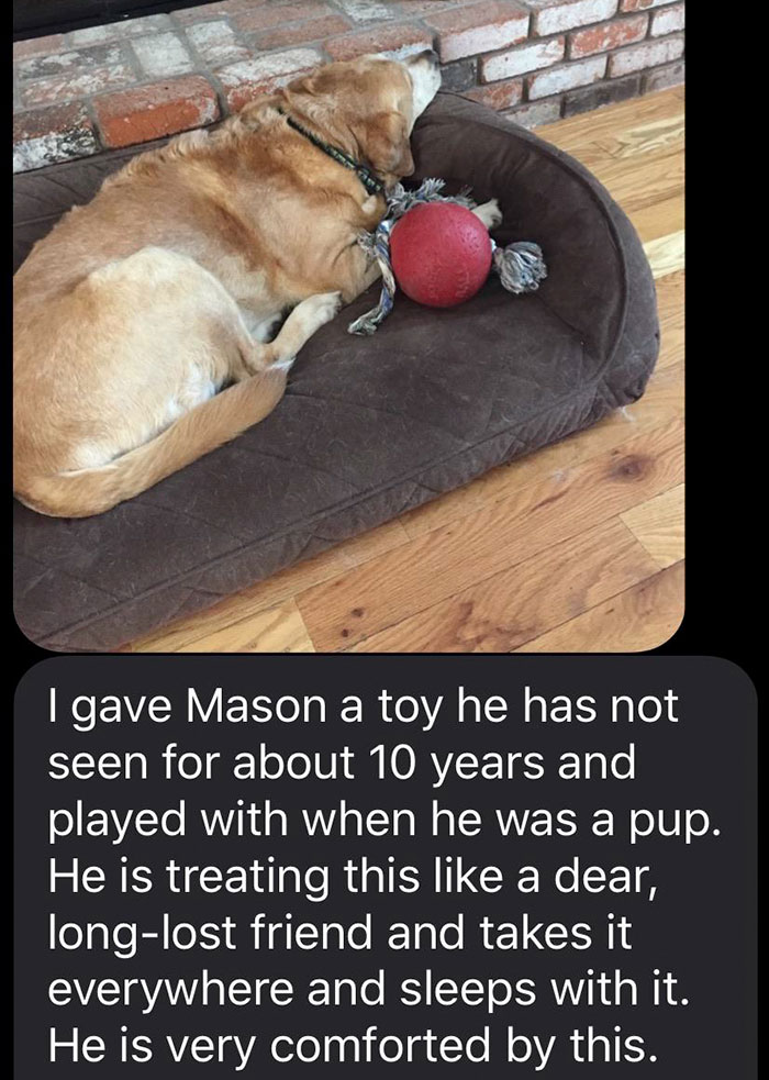 dog - I gave Mason a toy he has not seen for about 10 years and played with when he was a pup. He is treating this a dear, longlost friend and takes it everywhere and sleeps with it. He is very comforted by this.